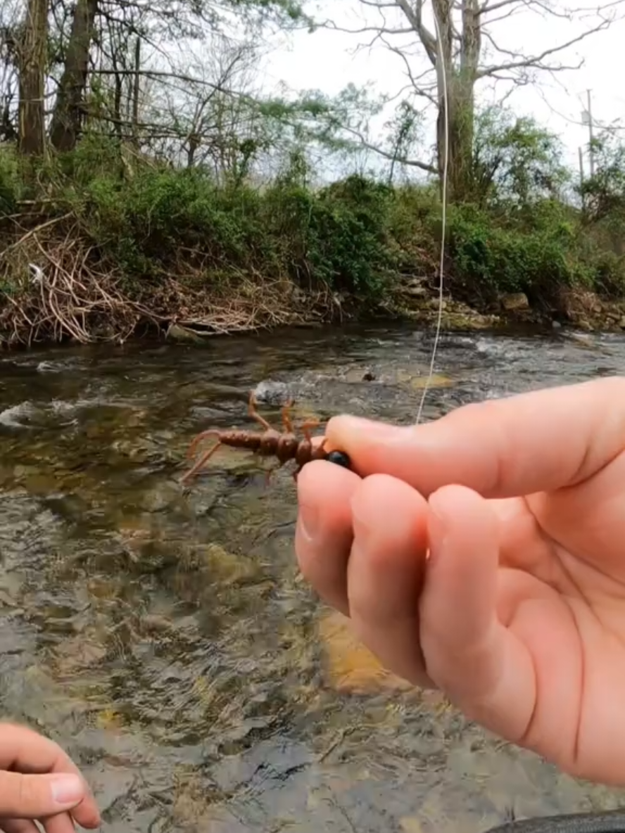 Wild Rainbows ❤️ NRV Baits: Creek Bugz #jesus #godisgood #nrvbaits #trout #fish #creek #bigfish #rainbowtrout #lurefishing #SmallBusiness #Outdoors #catchandrelease #contentcreator #softplastics #hellbendernets #spinningreel #fishing #troutfishing #fyp #foryou #viralvideo #millionactsoflove #tiktokshop #tiktokpartner #fypシ #fypage #fishtok #creekbugz ##trendinghashtag 