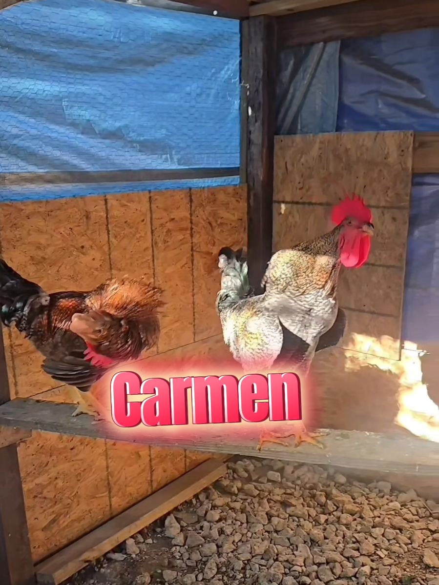 ¿HANDSOME IT'S LOOKING FOR CARMEN?👀😱 ¿ BUSCANDO A 😄CARMEN? #carmen #carmelita #carmina #carmiña #carmelina #melina #mena #carmi #camy #karmen #carmela #rooster #chicken #chickensoftiktok #funnyanimals #memesdaily #memes #humor #cute #fyp #fypシ #name #lustig #lachicapoderosa💞 #lavaqueritatx #mx #india #humortiktok #🥰🥰🥰 #gallos 