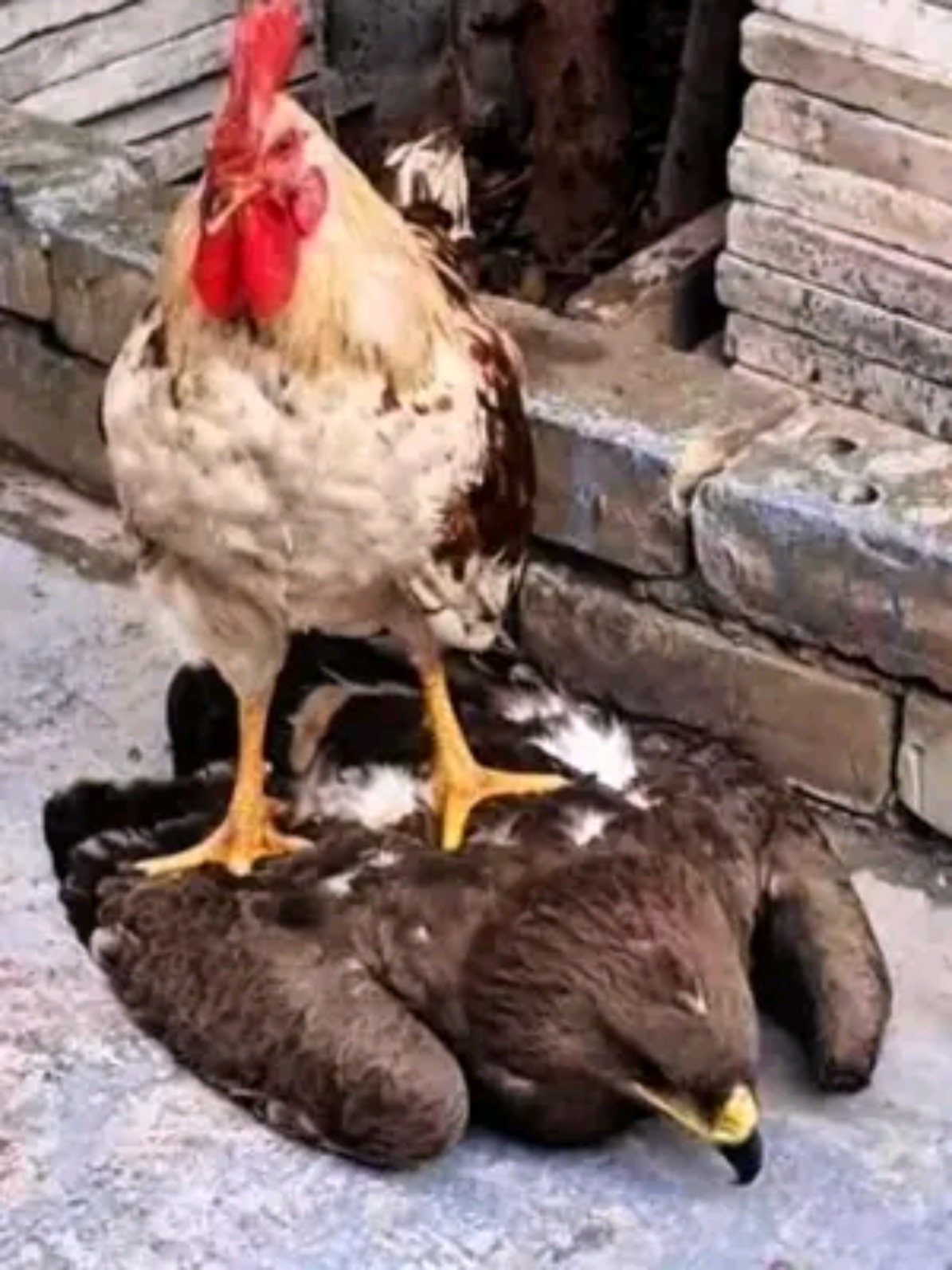 The rooster stands proudly on the eagle's body, a wonderful moment of contradiction between power Why can't an eagle beat a rooster?  #fyp #foryou #fyppppppppppppppppppppppp #omg #tiktok #video #fyp #foryou 