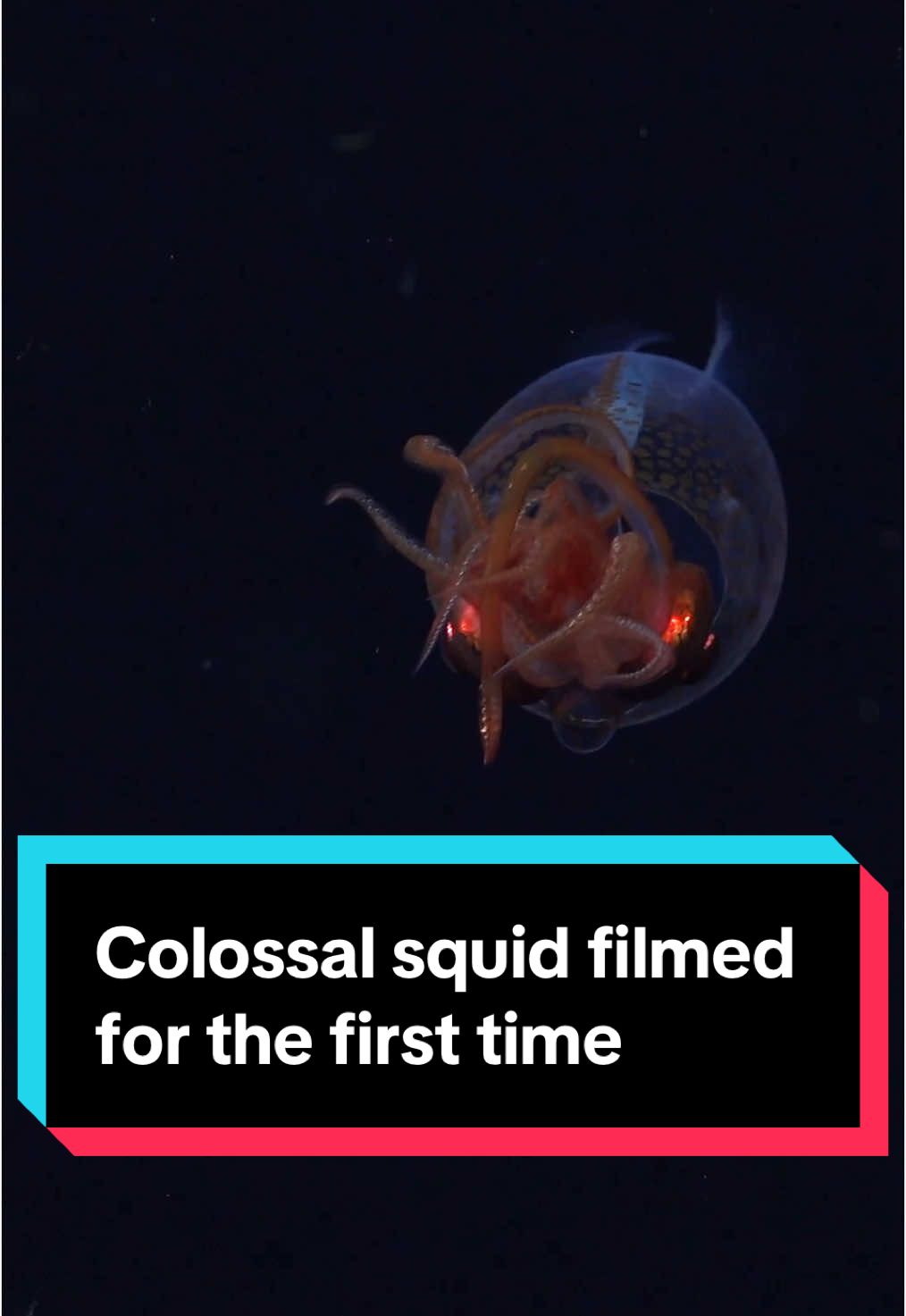 A colossal squid was filmed for the first time ever—and it turned out to be a baby! We've known about the existence of colossal squids for a century, but the animals had mainly been found among the stomach contents of whales and seabirds. This is the first time we've captured video footage of one in its natural habitat. Schmidt Ocean Institute’s research vessel spotted the colossal squid about 2,000 feet beneath the surface near the South Sandwich Islands. The baby squid could reach up to 23 feet long and weigh over 1000 pounds when fully grown. ✏️ Ashley Balzer Vigil  📹 Schmidt Ocean Institute  🎶 Triple Scoop #colossalsquid #stem #squid #babysquid #marine #oceans #deepocean #marinebiology #deepsea