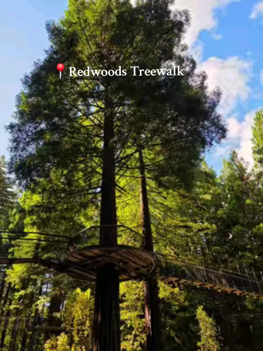 Pure bliss in nature☘️ Redwoods treewalk in Rotorua offers a unique experience for visitors to walk high amongst red giant redwood trees, available both day and night. It is worth to experience both!👌 #newzealand #adventures 