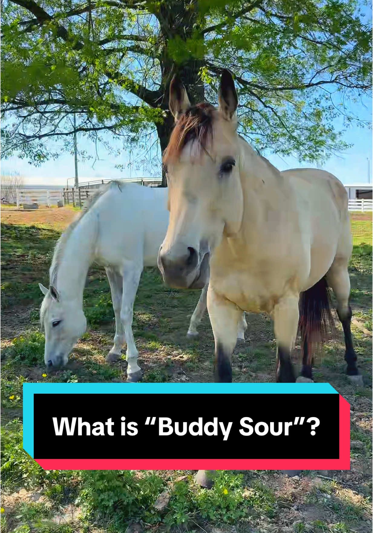 What does “Buddy Sour” mean?🐴 #buddysour #horsecare #mare #maresoftiktok 