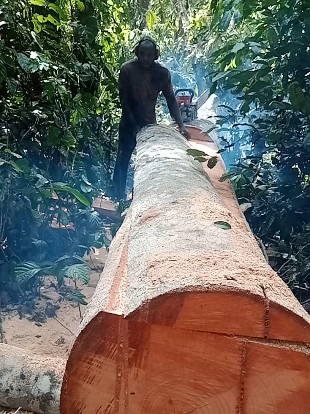 Can you explain what just happened? #treecut #woodwork #logging #woodcutting #chainsawmill #sawingwood #chainsawskill #sawmill #chainsaw 