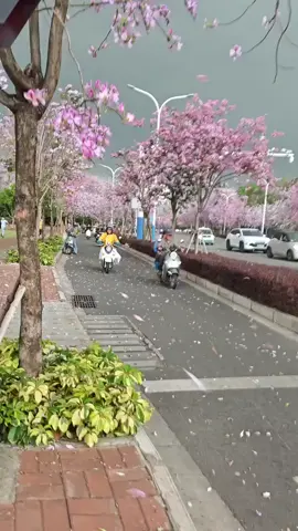 জাপানে সাকুরা ফুলের ঝড় 🌪️🌫️ #japan #Sakura🌸🌸🌸 
