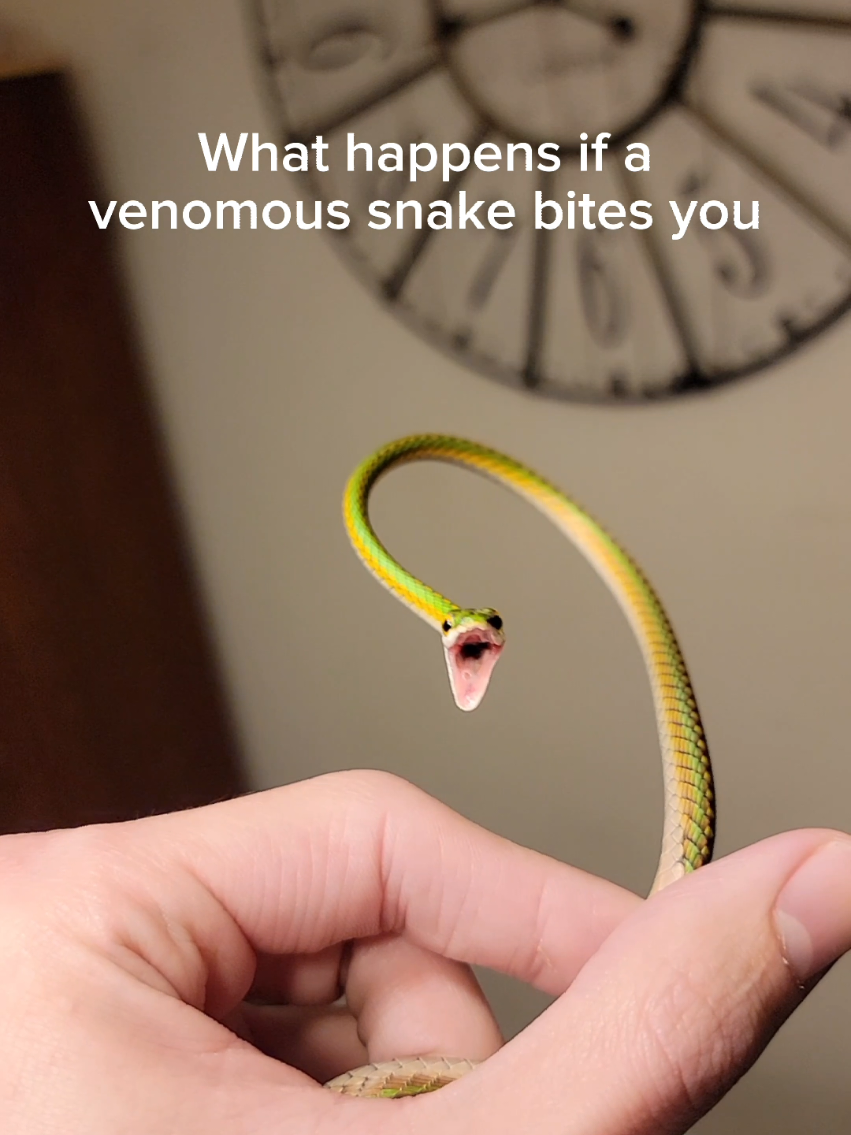 You never want to mess with a venomous snake. #reptiles #venomoussnakes #boomslang #gaboonviper #pets 