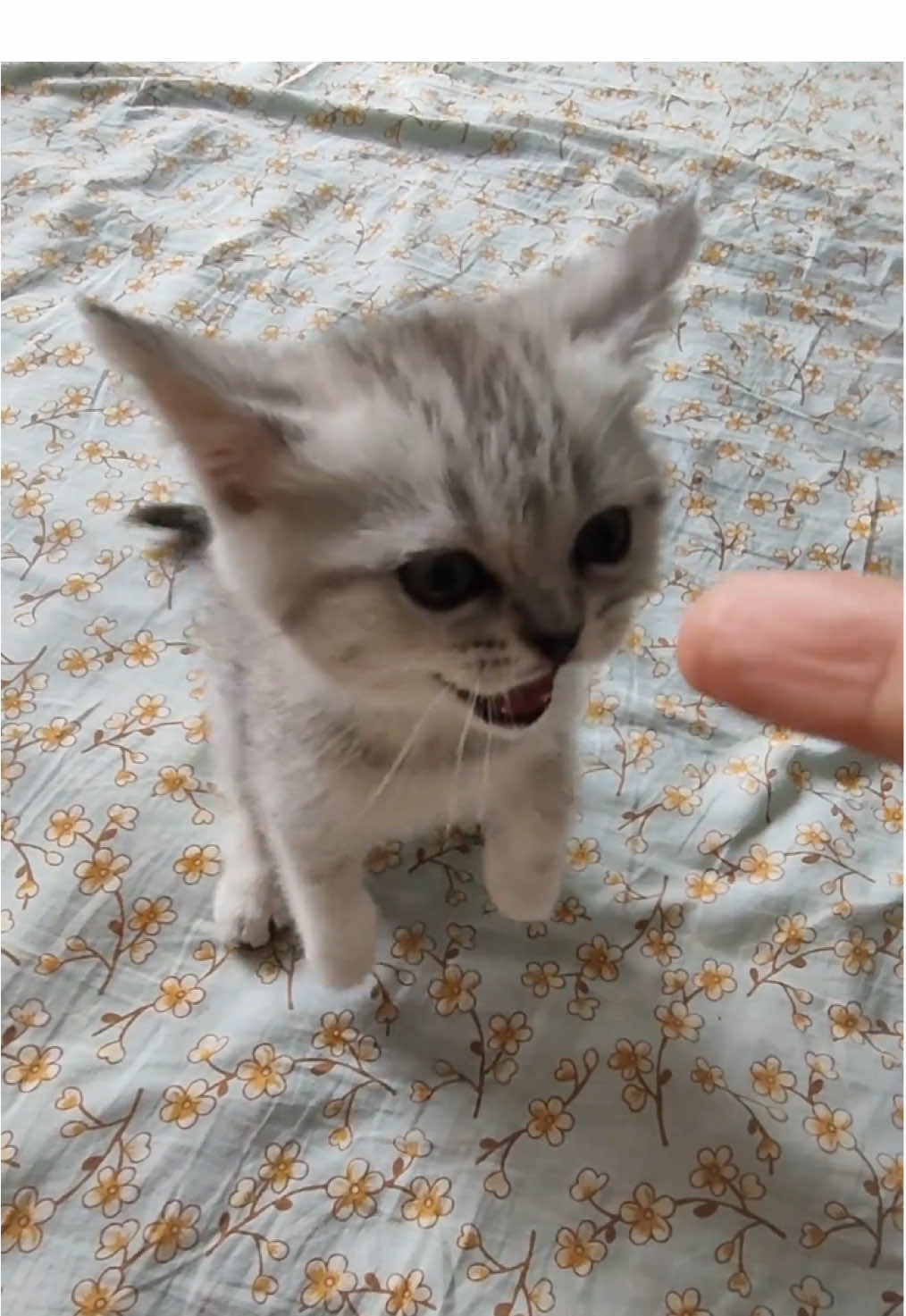 Was your cat like this when he was a child?#cutecat #pet #kucing #kitty 