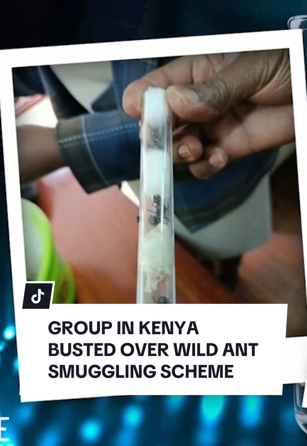A haul of illegal creatures has been seized in Kenya but it’s not what you might expect. Four men have pleaded guilty to attempting to smuggle hundreds of African harvester ants out of the country. Click the link in bio for more from 10 News First. 