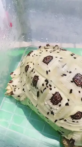 Let's take vitamin D3! Sunlight is very important, the formation of natural vitamin D3, assisting intestinal calcium absorption Collect, maintain peak physiological functions! #Supportmultiplefeeding #GoldenRatio #WhiteLeopardTurtle #WhiteLeopardortoise #stigmochelyspardalis #pardalistortoise #stigmochelyspardalispardalis #EastAfricanleopardtortoise #leopard tortoise #pardalis #whitening #pardalissnow #pardalishighwhite