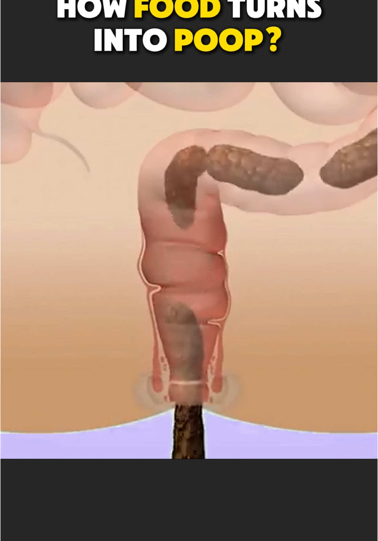 How Food Turns Into Poop? (3D Animation) #digestivesystem #humandigestivesystem #digestion #foodintopoop #fooddigestion #digestionoffood #poop #intestinecleaning #rectum 