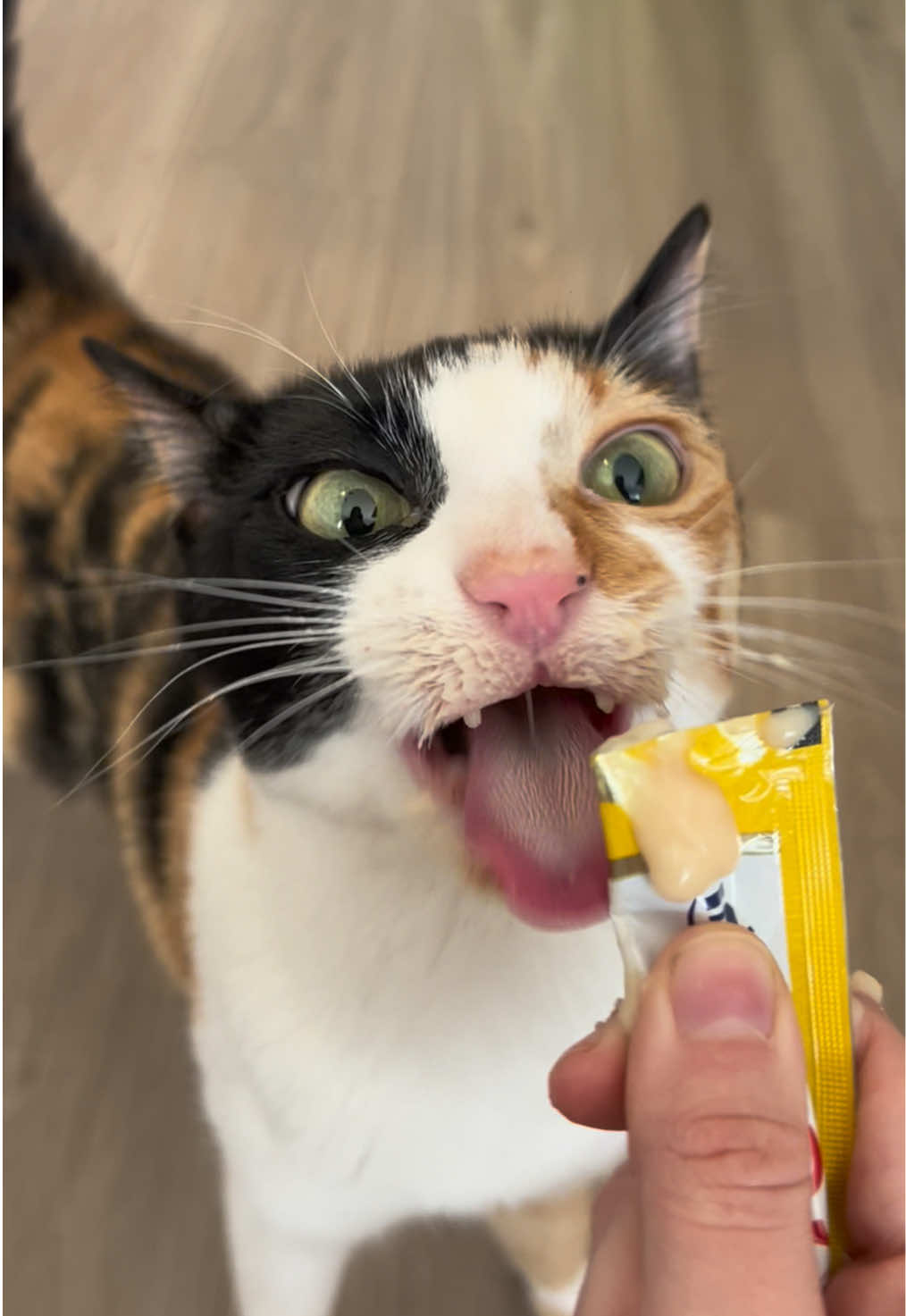 Stop moving my treat mom!! 😵‍💫😵‍💫😵‍💫 #wobblycat #catsoftiktok #cerrebellarhypoplasia #cat 