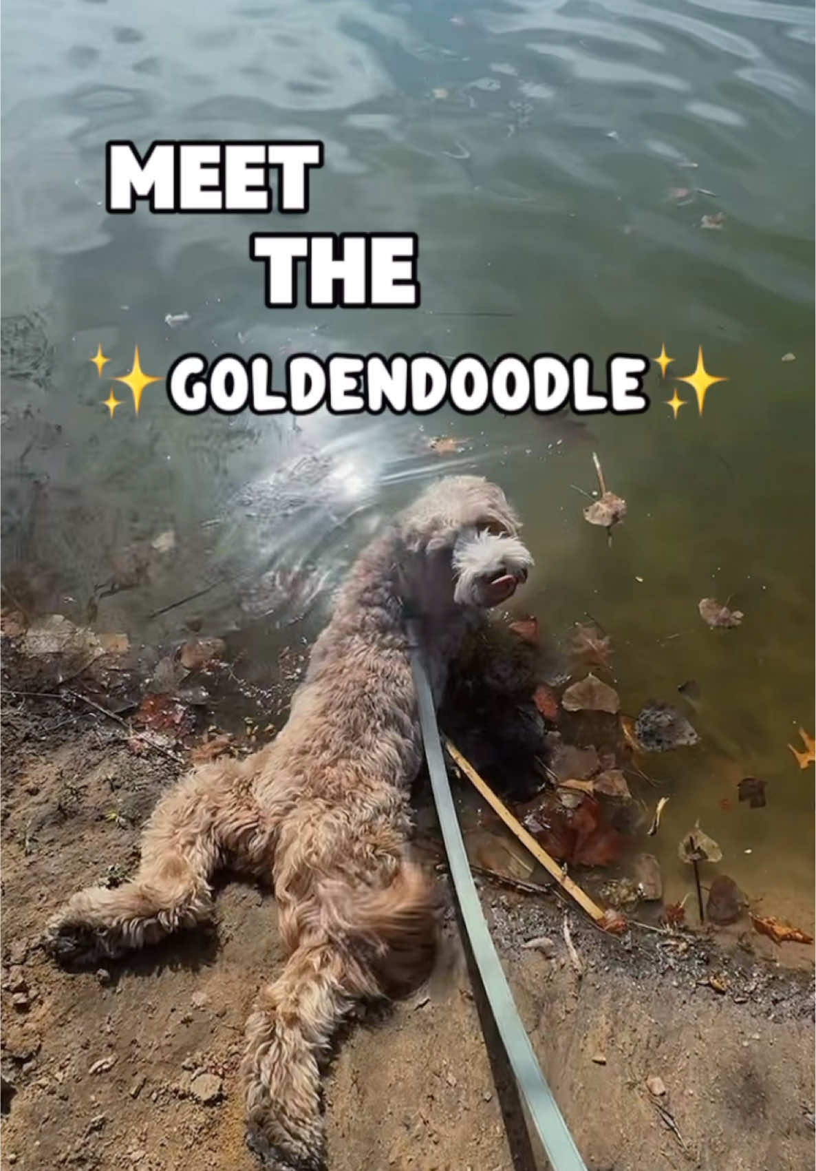 Why are they so sad in clean water🫠 #goldendoodle #goldendoodlesoftiktok #goldendoodlepuppy #funnydog #funnydogvideos 