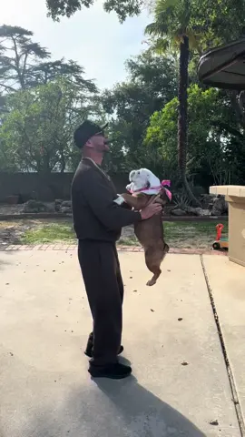 Baluga and Dads first dance! #fatherdaughterdance #microenglishbulldog #fyp #dogspin #spinpet 