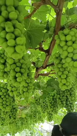 🍇🍇🍇🍇🍇🍇#buah #grape #fypシ゚viral #viralvideo 