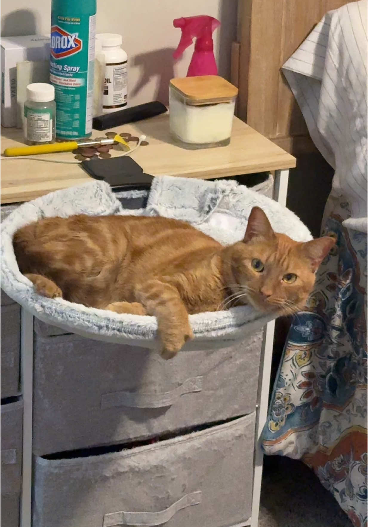OBSESSED CAT