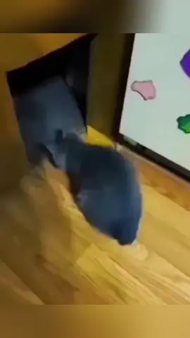 Funny cat sounds #cat #catsoftiktok #catlover #usa🇺🇸 