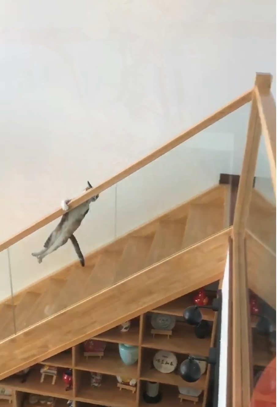 Parkour Cat #funny #pet #fun #animals #cat #cats #tiktok 
