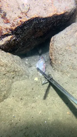 Deabed Diving，catch seafood#catchseafood #beach #oceanexploration #deepsea #nature