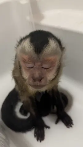 That warm water do be putting you to sleep. 😴  #capuchinmonkey #monkeysoftiktok #sleepytime 