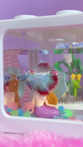 Wanita tidak bercerita, tiba2 pelihara cupang 😂 #aquarium #aquariumdesign #aquariummini #aquariumlucu #aquariumaesthetic #aquariumscape #aesthetic #cupanghias #cupanghias #cupanghiasindonesia #asmr #asmrsounds #asmrvideo #asmrtiktoks #asmraquarium 