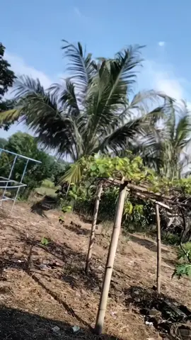 #fyp 
