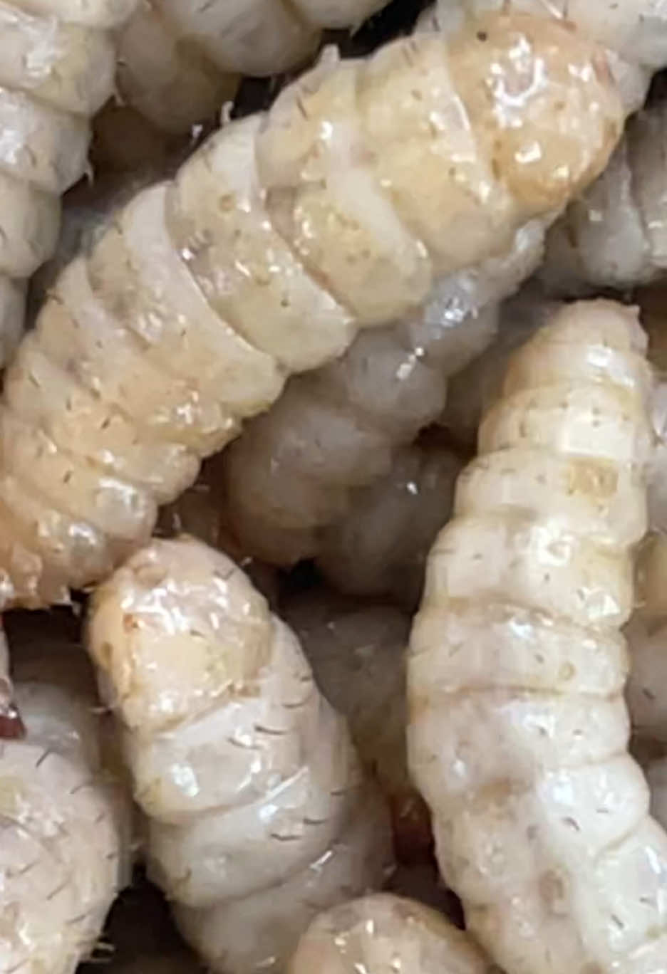 maggot zoomIN #maggot #sisakita #sampahorganik 
