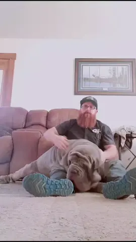 This is not Abuse! He loves it!  #bigdog #ceoofwrinkles #toadthemastiff #dog #fy #viral #fypシ #dogdrummer #onthisday 