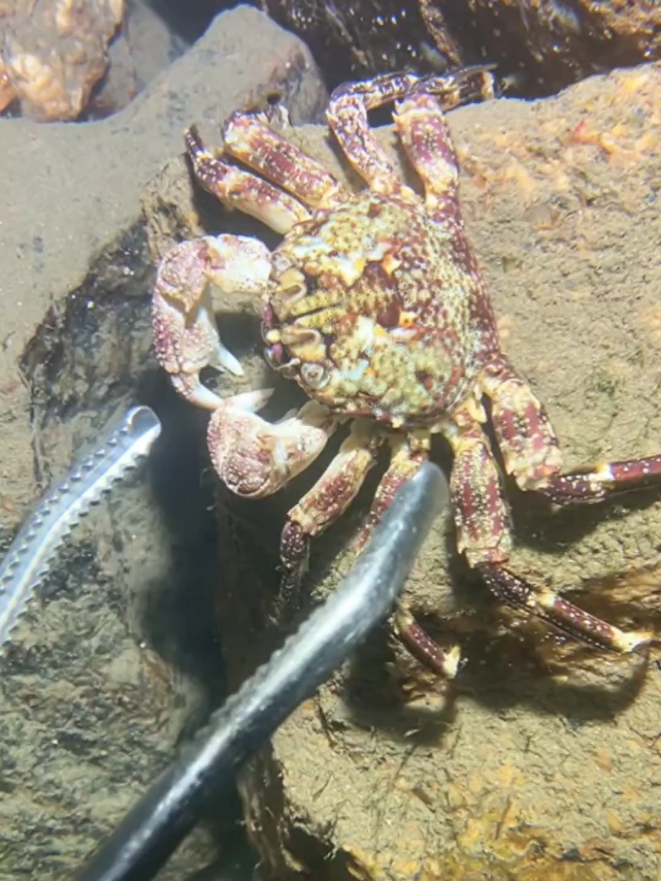 #diving #crab #catchthesea #seaside #seafood #fish #eel #lobster #seangsolofishing