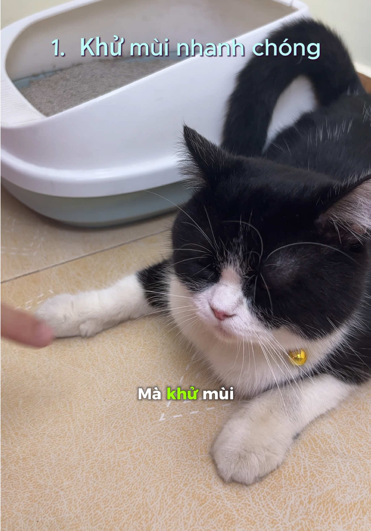 Khử mùi hôi của mèo. Khử mùi nước tiểu chó mèo, đa dạng mùi hương, không gian luôn sạch thoáng và thơm mát #thucung #chomeo #khumuinuoctieuthucung #kanoopet #xitkhumui #xitkhumuinuoctieuchomeo #muihoimeo  #weyoungreview 