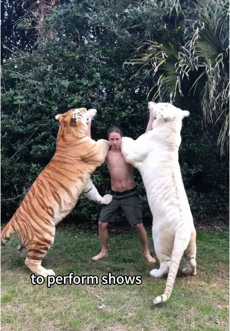 A tiger suddenly pounces on a man #fyp #tiger #animals #heartwarming #Love #cute #pet 
