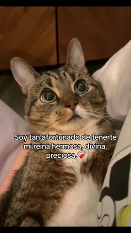#parati #frasesbonitas #viral #frasesparadedicar #noviosfelices #noviosgoals #parejasgoals #frasesdeamor #amor #foryou #fyp #videosparaestados #indirectas #indirectasdirectas #feed #reels #contenidoexclusivo #milugarseguro 