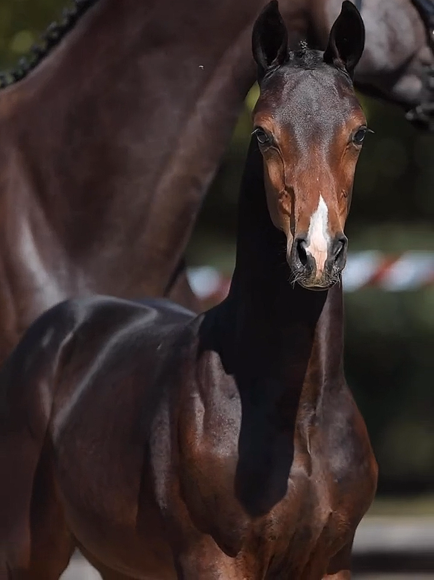 a beautiful foal #foal  #foalsoftiktok  #equestrian #horsevideos #equestrianvideo #edit #editing #fyp #viral #xybca 