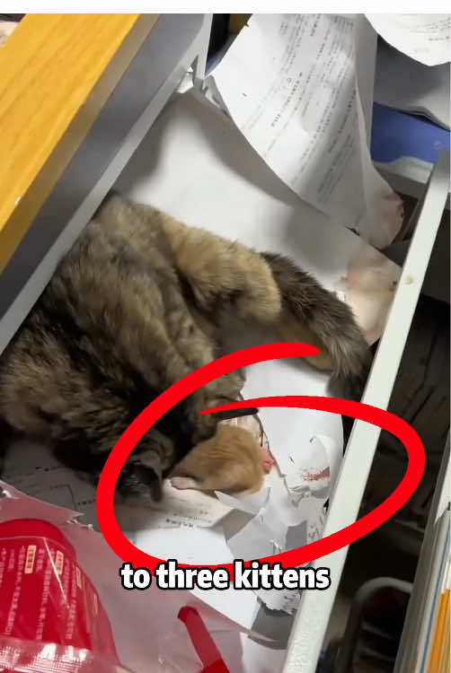 Stay cat gives birth in classroom #animals #pets #shorts #cute #momlove #cat #kitty #rescue #lovestory 