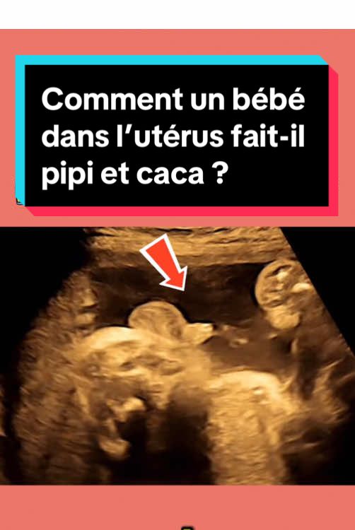 Comment un bébé dans l’utérus fait-il pipi et caca ?🤔😳 #enceinte #fœtus #bébé #foryou #foryou #fpy #fpy #pregnantlife #pregnant 