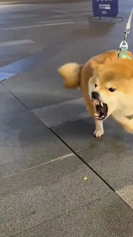 Whether you're at home, in the neighborhood, or passing by a barking dog on the street, our device is your go-to solution to effectively silence the noise.#FYP #TIKTOKSHOP #BARKINGDOG #TIKTOKMADEMEBUYIT #fypシ #tiktokdog 