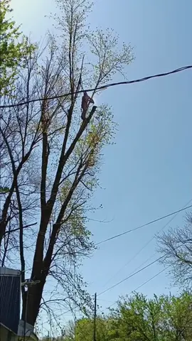 Wrong way to cut down a tree #treework #satisfying #satisfyingvideo #lumberjack #cutdowntrees 