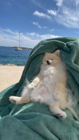 ✈️🌍 eBook: Petfluencer werden LINK IN B!O 👱🏻‍♀️❤️🐶 #pomeranian #pom #zwergspitz #happydog #petfluencer #pomeranians #souldog #Hundeliebe #AbenteuerMitHund #hundeleben #hund #hunde #pomlife #pomeranianworld #puppy #soulmate