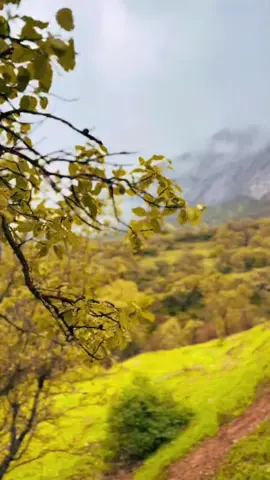 #swizerland🇨🇭 #uk #usa #tiktok #tiktok #qaradagh #hawler_slemani_dhok_karkuk_hallabja #karkuk_hawler_mosul_slemane️ #slimaniyakm🖤❤️ #spring #green #happyspring #happyday 