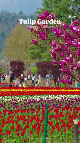 Kashmir Srinagar🚩🍁#sirinagar #fyp #kashmir #unfreezemyacount #indian #occupied 