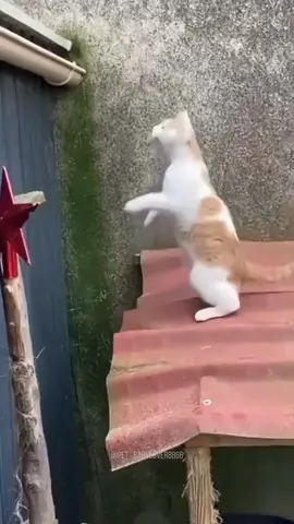 #cat#funny#catsoftiktok#foryou#fyp#foryoupage#funnyvideos#cute#pet#cutecat#animal#animalsoftiktok#usa🇺🇸#catlover#cats#funnycat#tiktokcat#pets#kitten#funnyanimals#kitty 