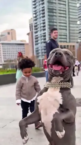 Educação vem de casa! A culpa não é do pitbull mas sim do adulto que deixa uma criança bater em um animal, seja ele qual for. Cuidado, o cachorro não é bravo mas se for provocado pode virar uma fera! #animal #cachorro #pitbull #dog #pet