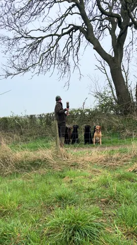 Fergus .. #labradorretriever #chocolatelab #foxredlab #yellowlab #blacklabsquad #training #teampureflax #gundogtrainer  #slingleygundogs #pickingupteam  #instavideo