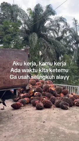 Alayyy#fyppppppppppppppppppppppp #sawitontiktok #sawitbalap #sawitbapak #sawitsumatraindonesia🌴🌴🌴 #brondolansawet 