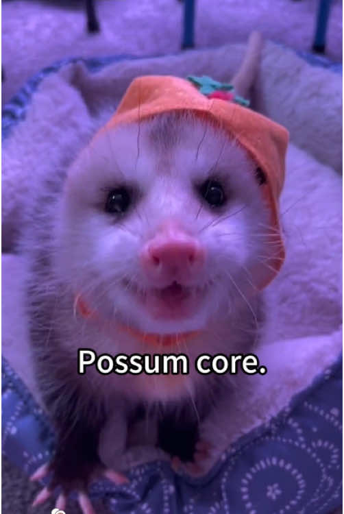 Opossum core🥰🥰#opossum #opossumsoftiktok #tiktok #fyp #fypシ #funnyanimals #funnyvideos