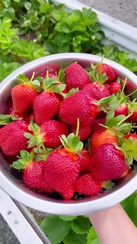 🧑🏻‍🌾👩🏻‍🌾 peaceful life in the countryside #garden #fruit #fresh 