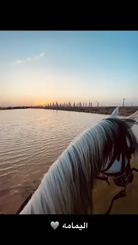 #خيل_عربي_اصيل #خيل_وخياله🐎 #الوطن_العربي #العراق🇮🇶 #بغداد #البصرة #ا