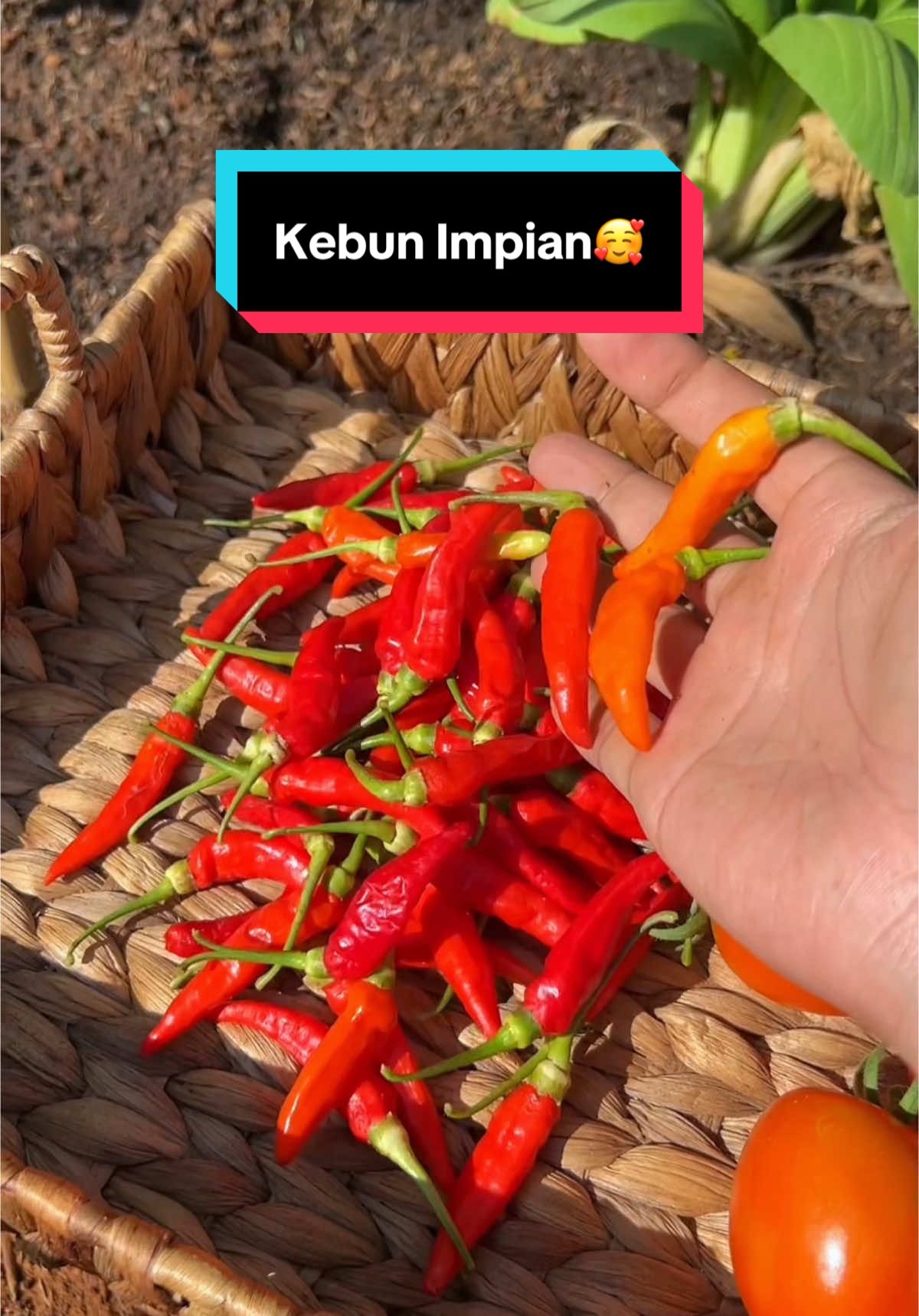 Ayo ikutan lagi😍 Sharing Session bareng aku, Kak Jay dari @Minigarden12 dan juga @Benih Seribuan . Dengan tema: 