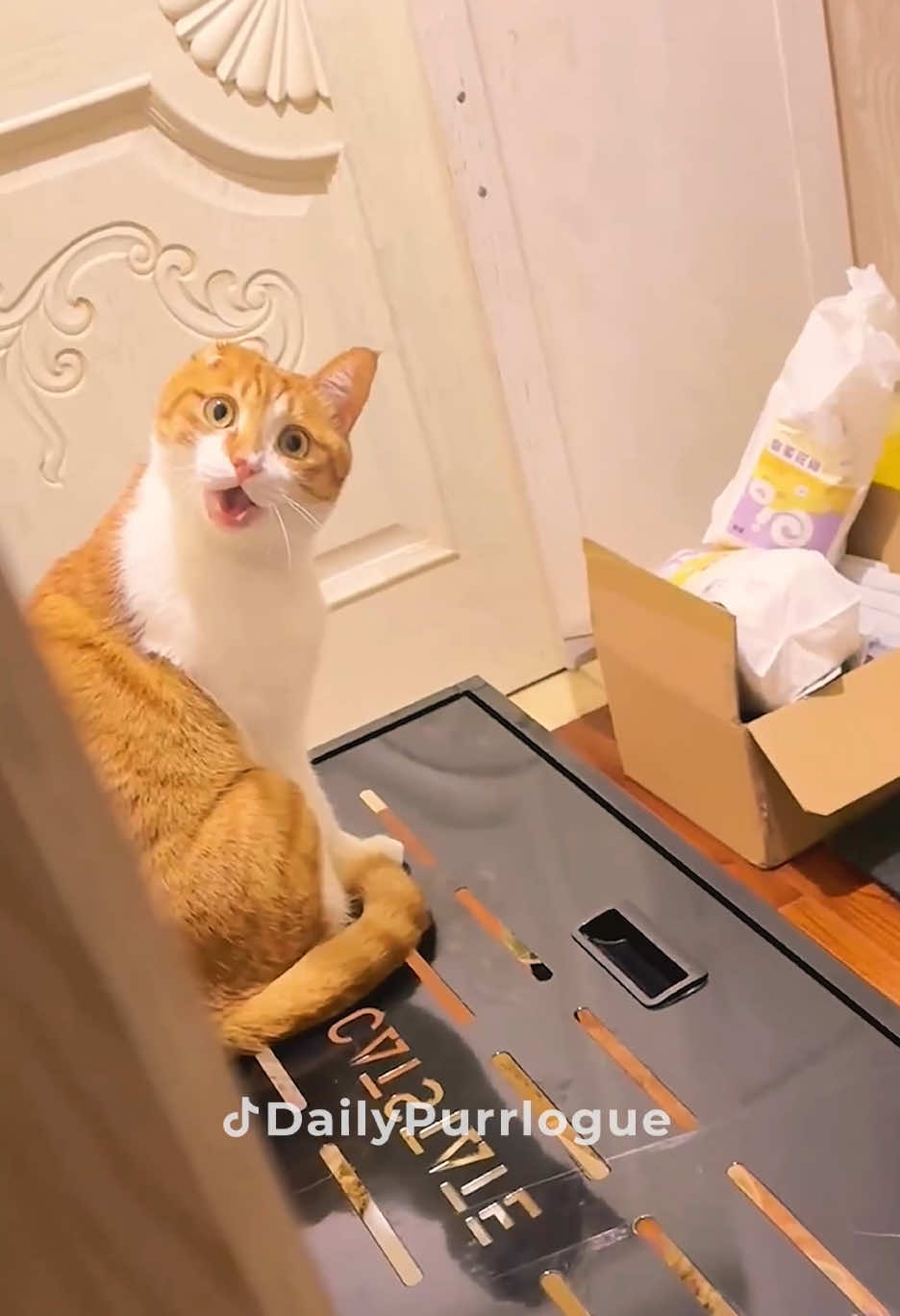 #cat #catsoftiktok #catlovers #cats #funnycats #catlover #funnycat #fyp 