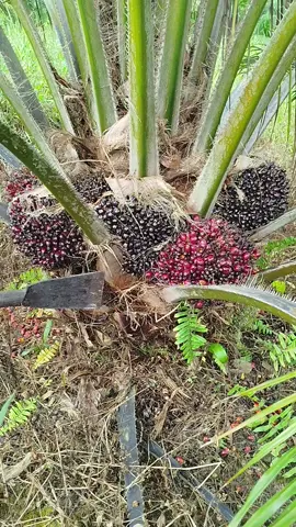ni akibat kalo pupuknya cukup buahnya pun bagus  #sawit #fypシ゚viralシfypシ゚viralシalシ #panensawit #Vlog 