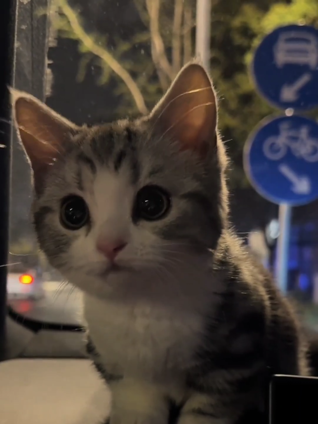 So cute😊.#cats #kitten #pets #cute 