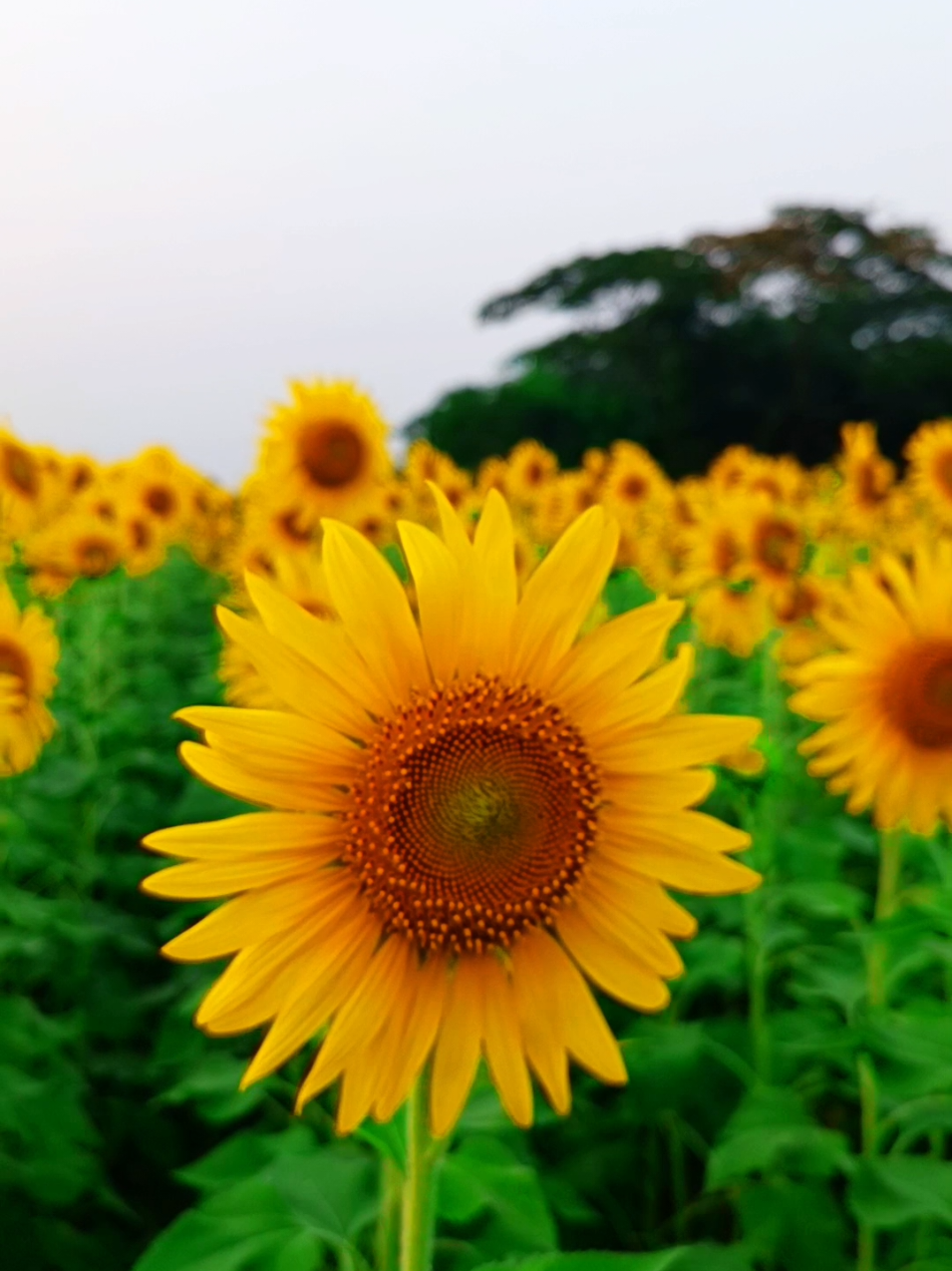 🌻অপরূপ রুপে সেজে আছে সূর্যমুখী ফুলের বাগান🥀#foryou #training #tiktok #villegevlog 